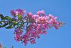 image of Lagerstroemia indica