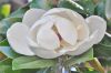 image of Magnolia 
