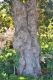 image of Magnolia 