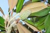 image of Magnolia 