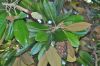 image of Magnolia 