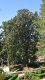 image of Magnolia 