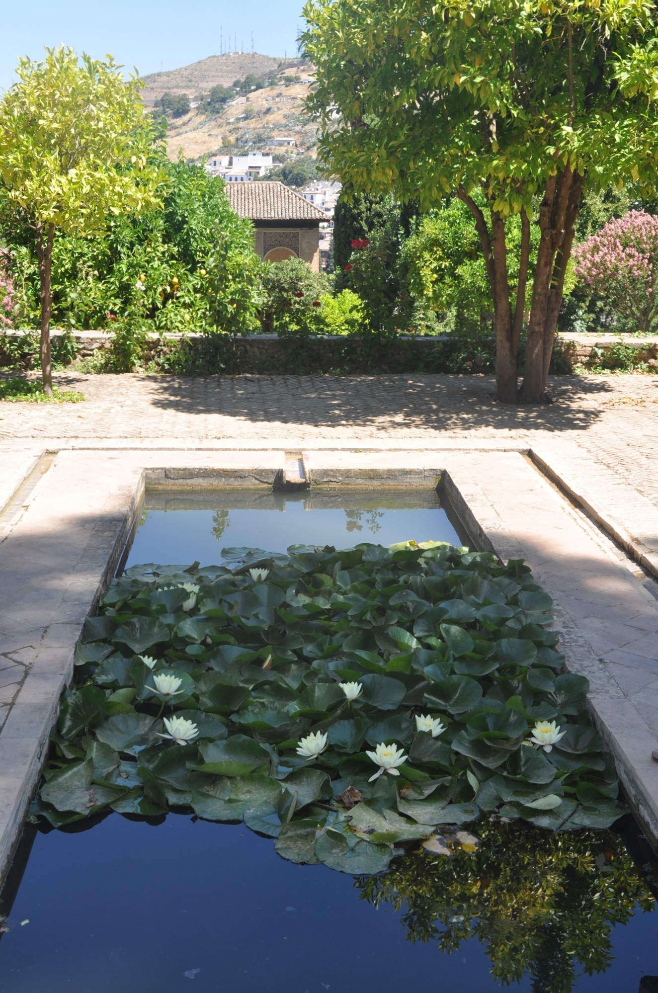 Nymphaeaceae Nymphaea alba