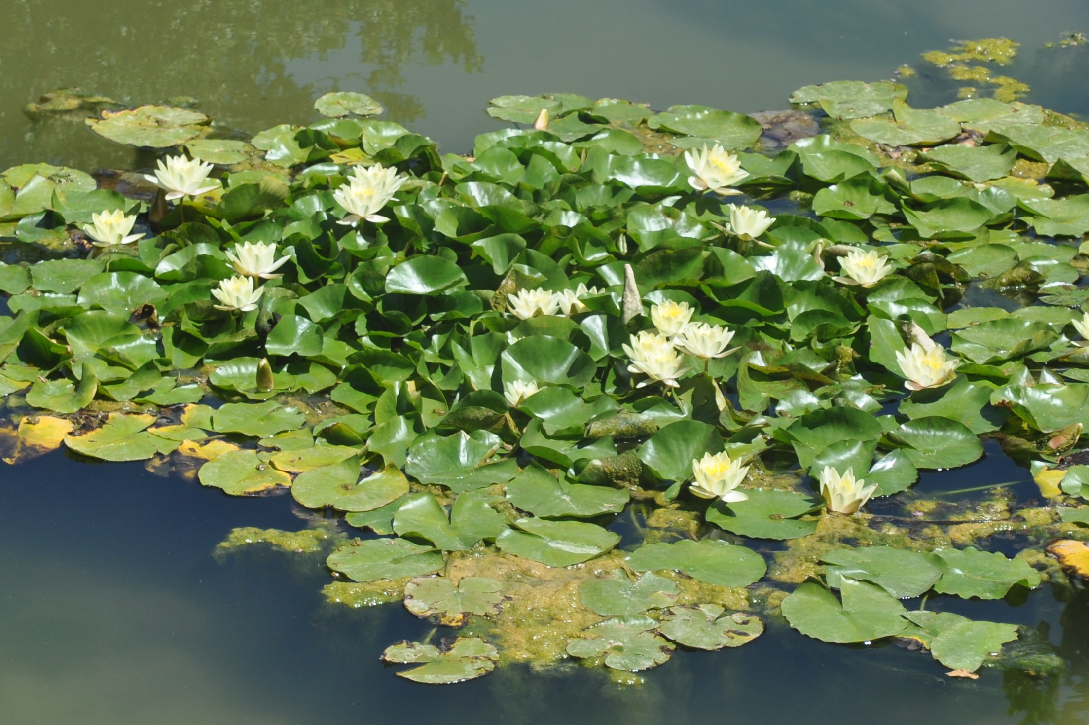 Nymphaeaceae Nymphaea alba