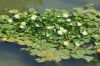 image of Nymphaea alba
