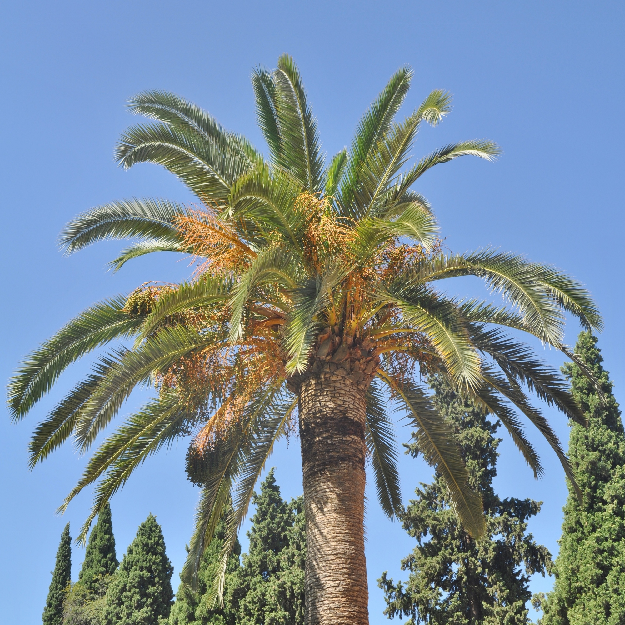 Arecaceae Phoenix dactylifera