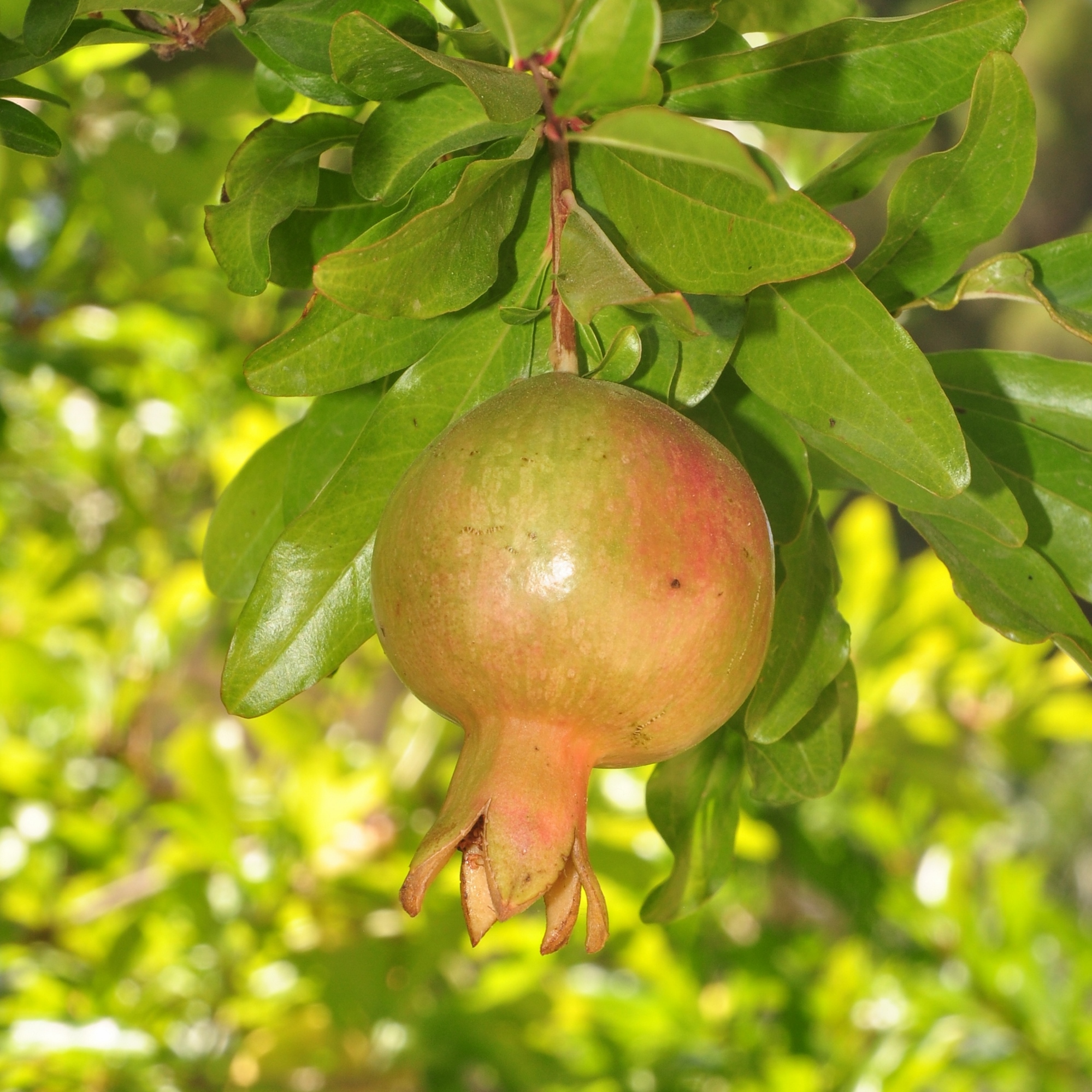 Lythraceae Punica granatum