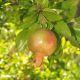 image of Punica granatum
