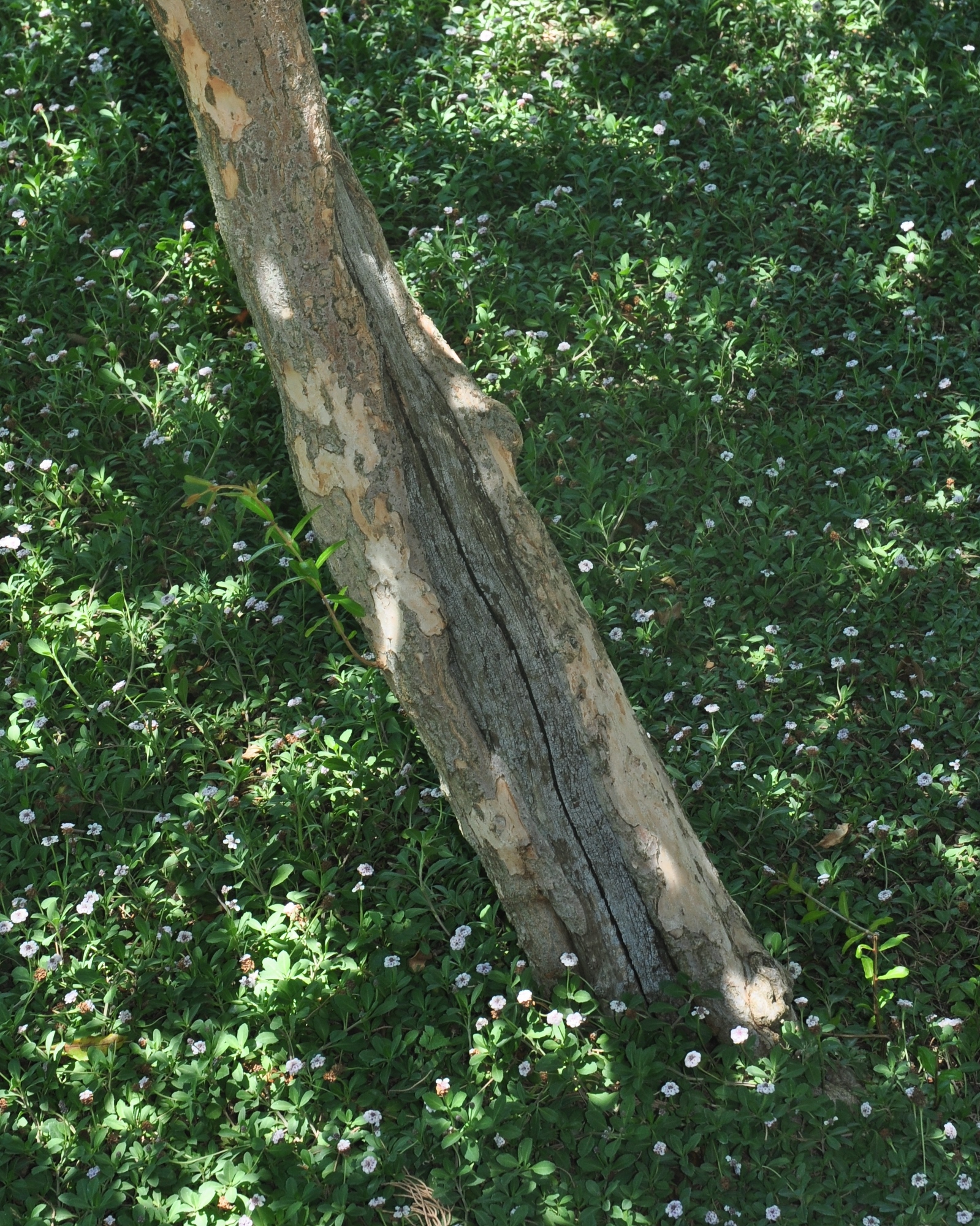 Lythraceae Punica granatum