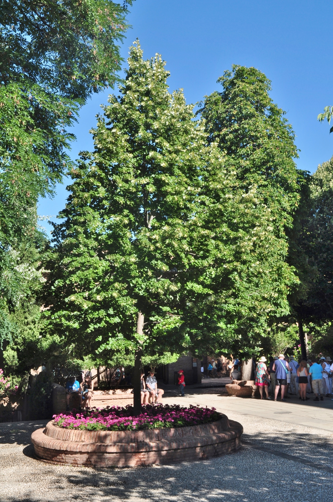 Tiliaceae Tilia tomentosa