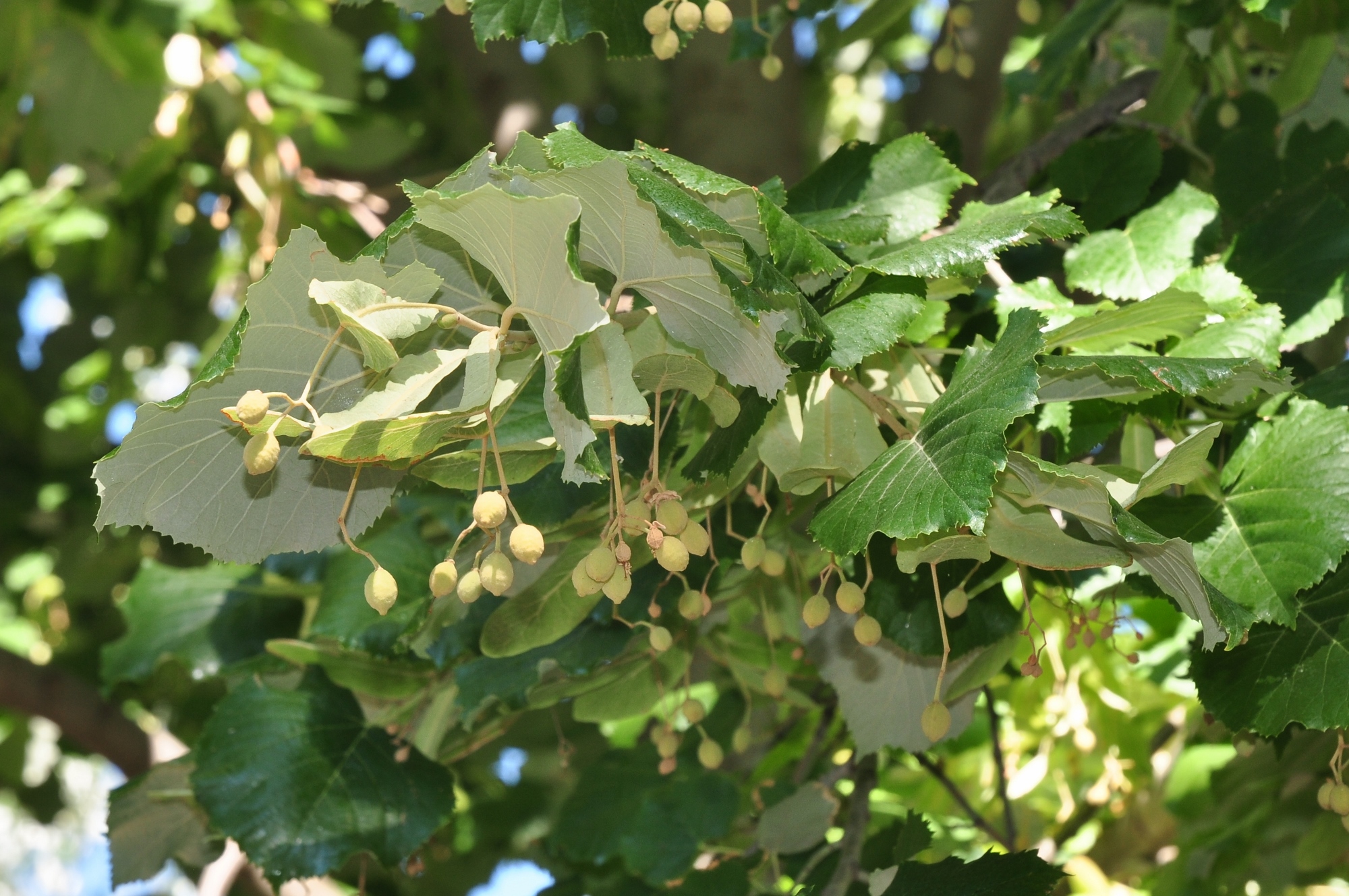 Tiliaceae Tilia tomentosa