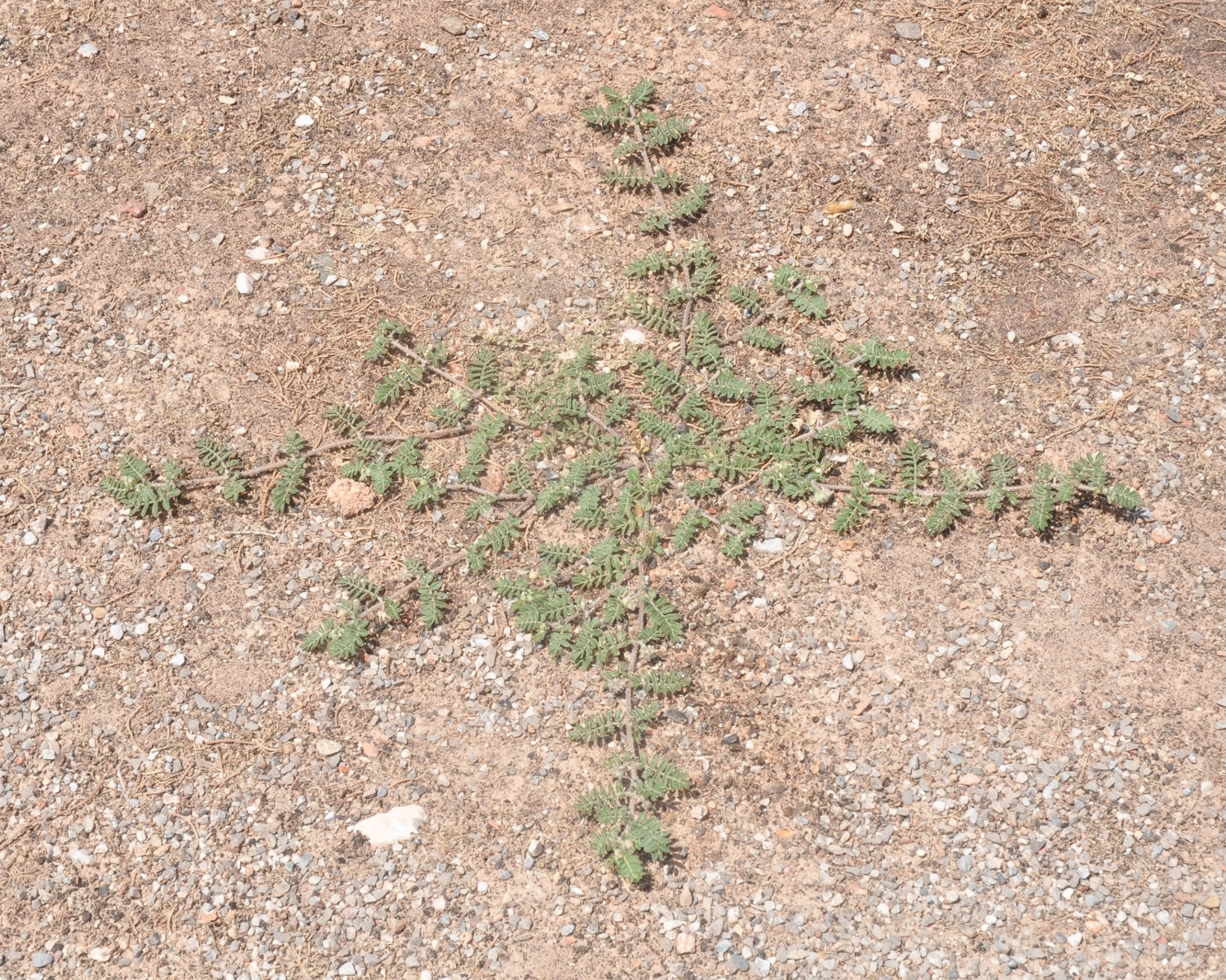 Zygophyllaceae Tribulus terrestris
