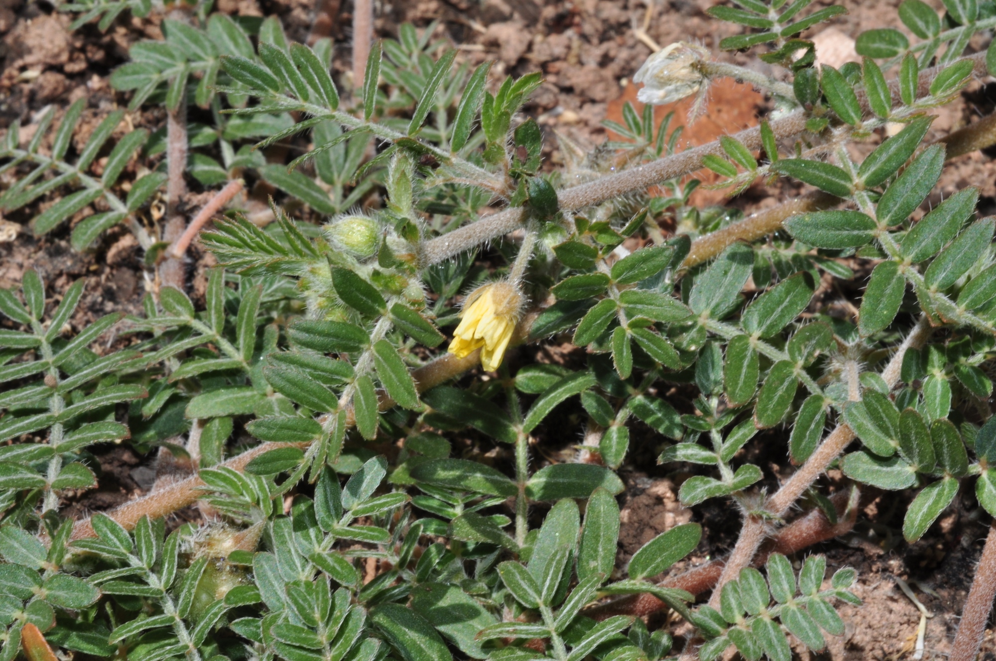 Zygophyllaceae Tribulus terrestris