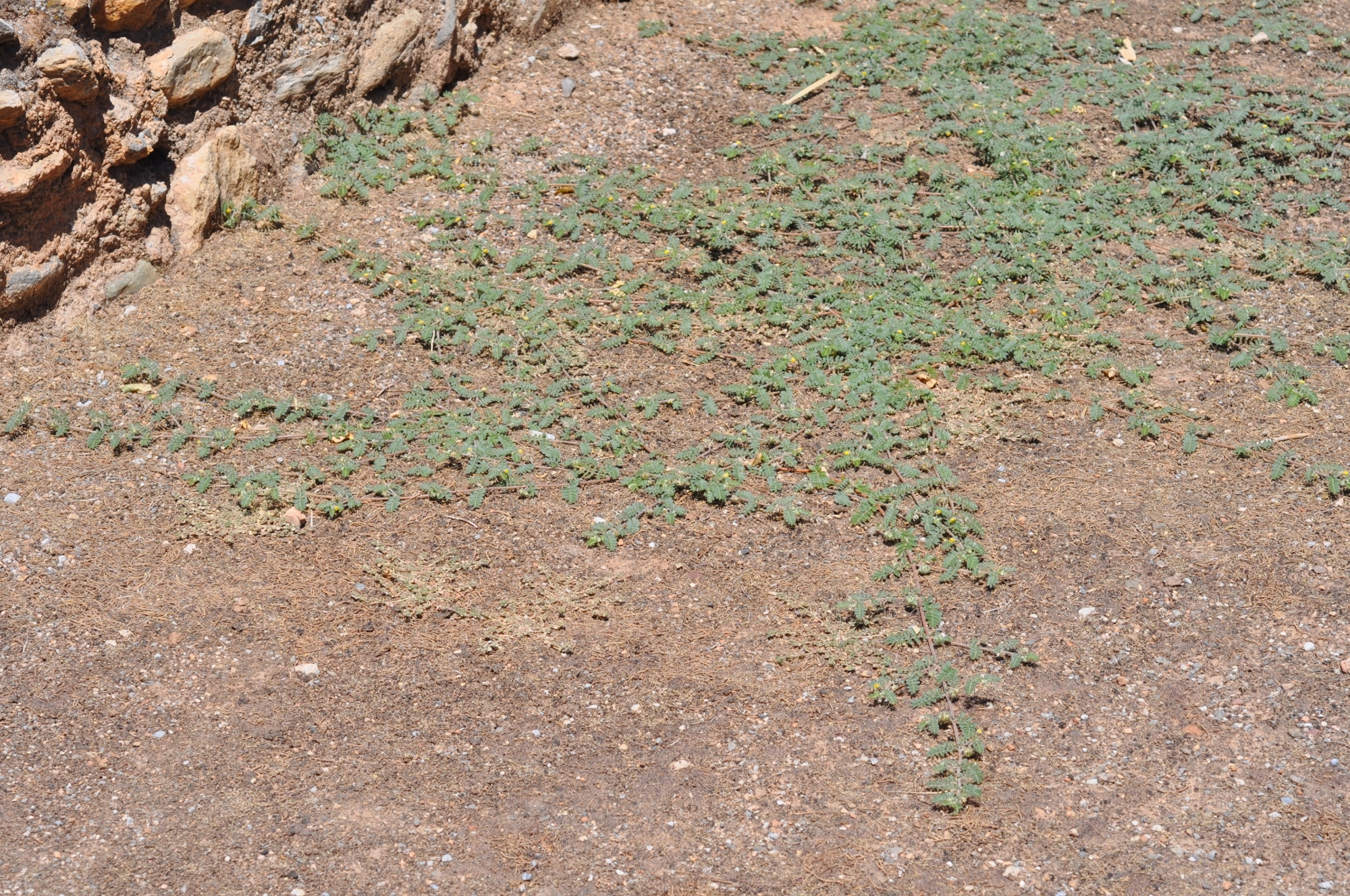 Zygophyllaceae Tribulus terrestris