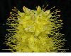 image of Eremurus 