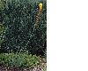 image of Eremurus 
