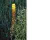 image of Eremurus 