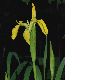 image of Iris pseudoacorus