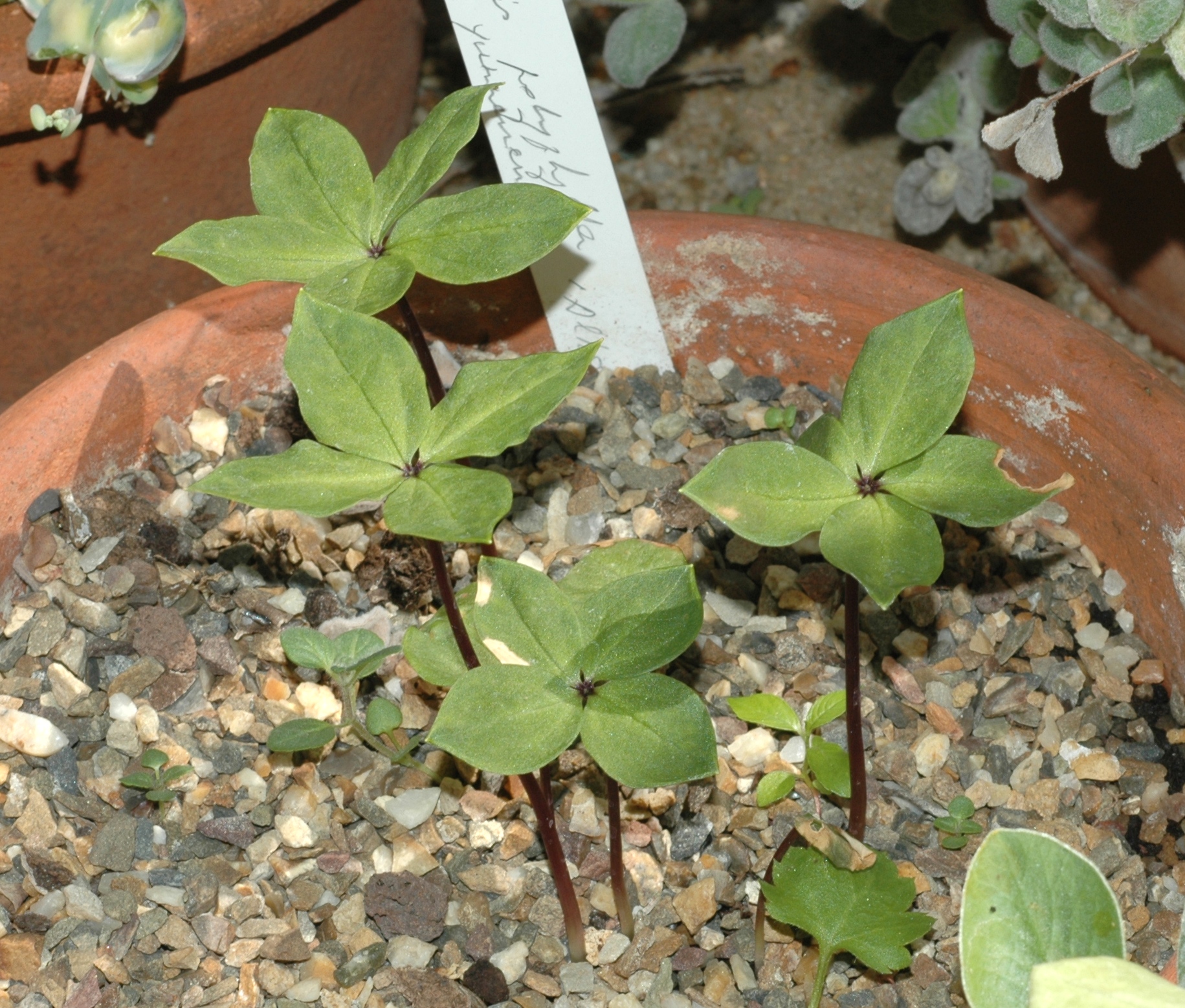 Melanthiaceae Paris polyphylla