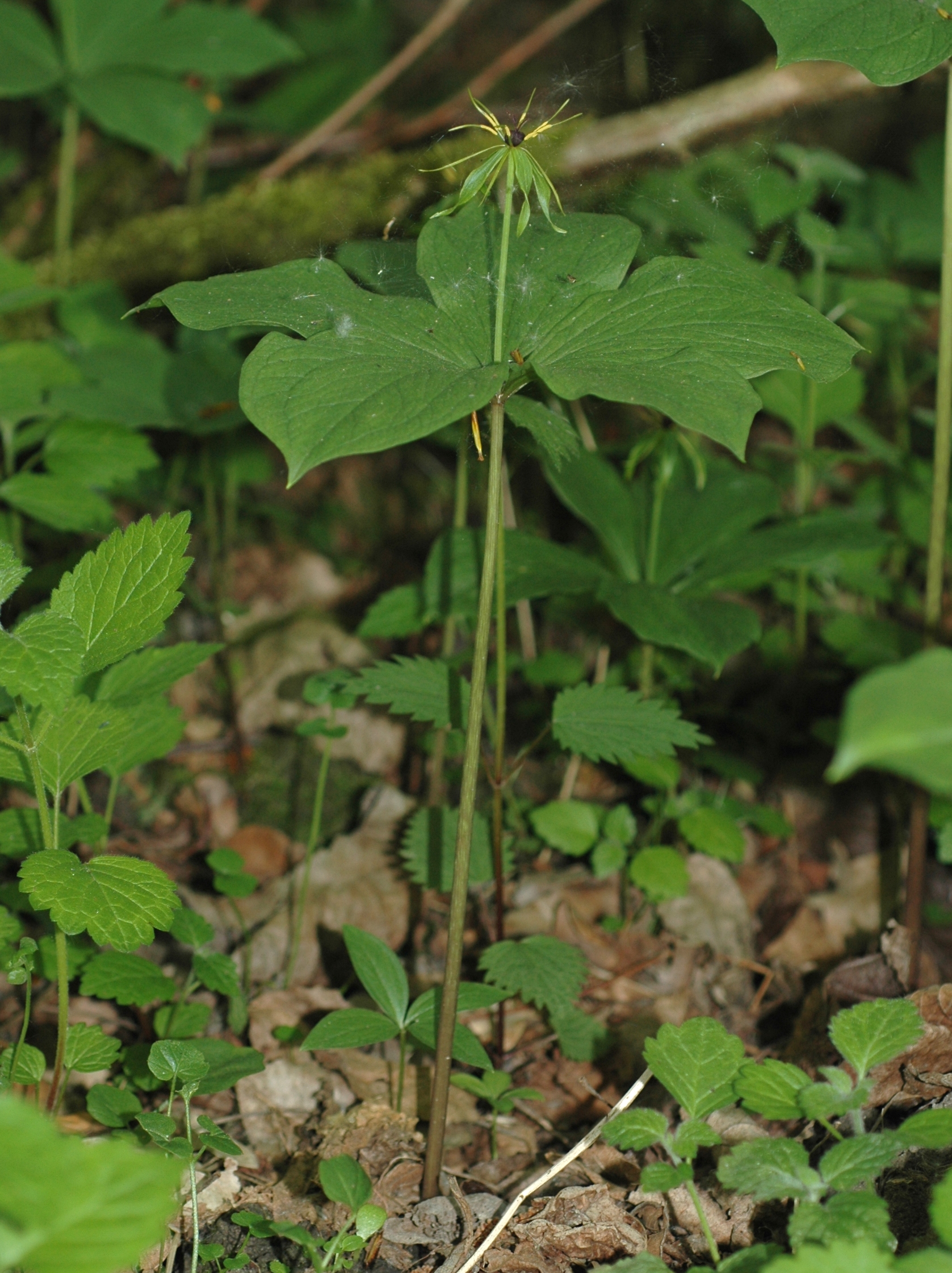 Melanthiaceae Paris quadrifolia