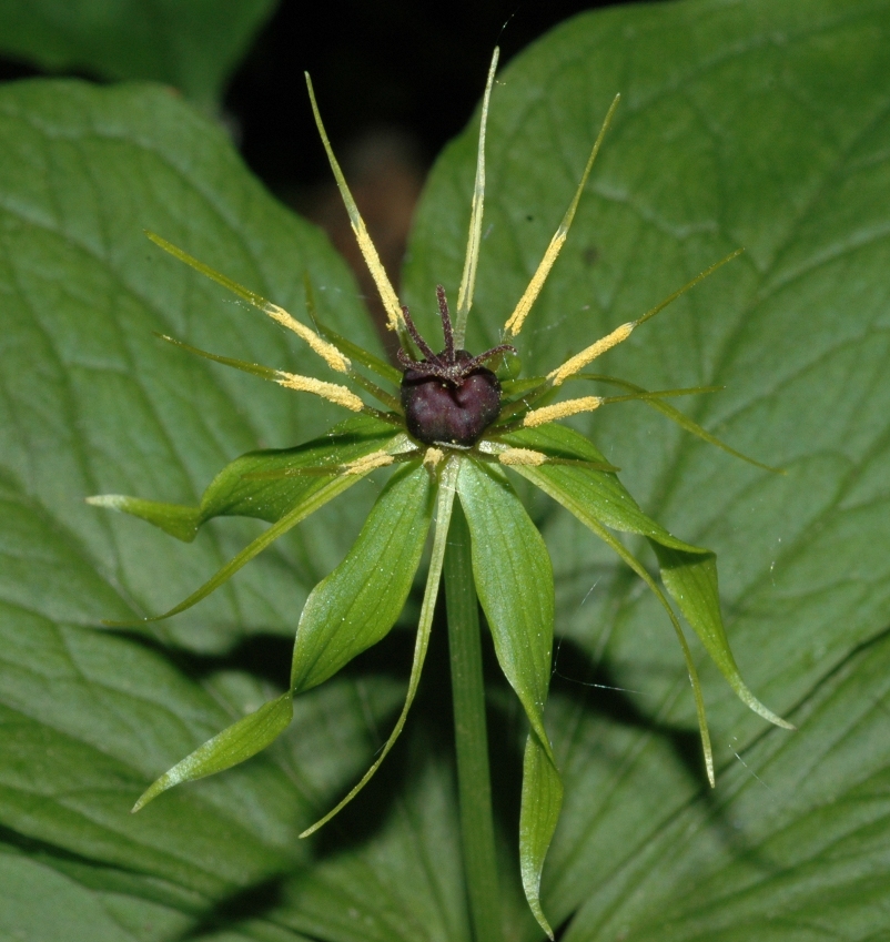 Melanthiaceae Paris quadrifolia