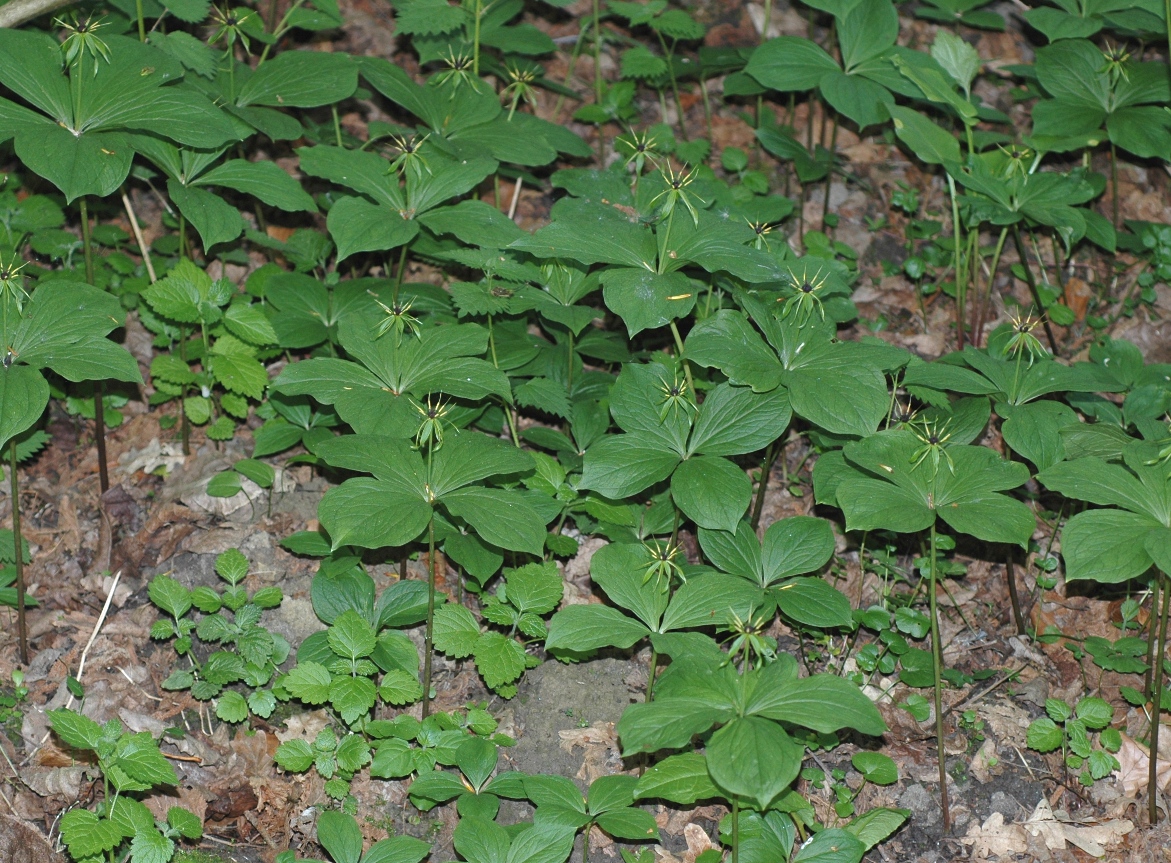 Melanthiaceae Paris quadrifolia