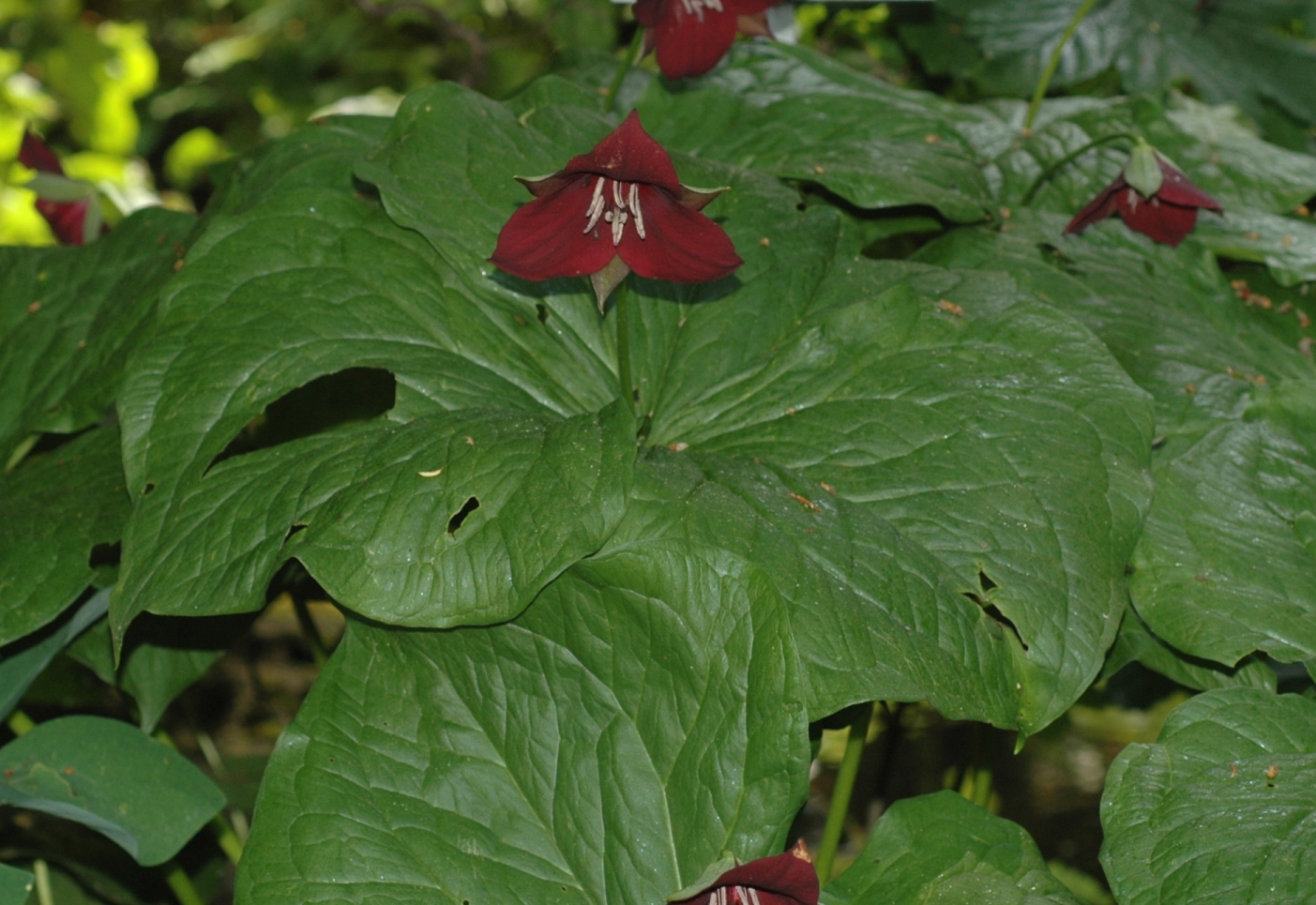 Melanthiaceae Trillium erectum