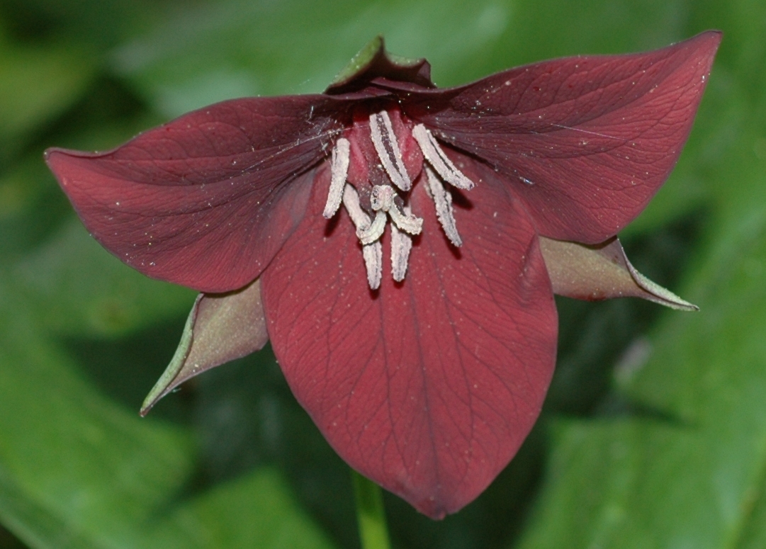 Melanthiaceae Trillium erectum