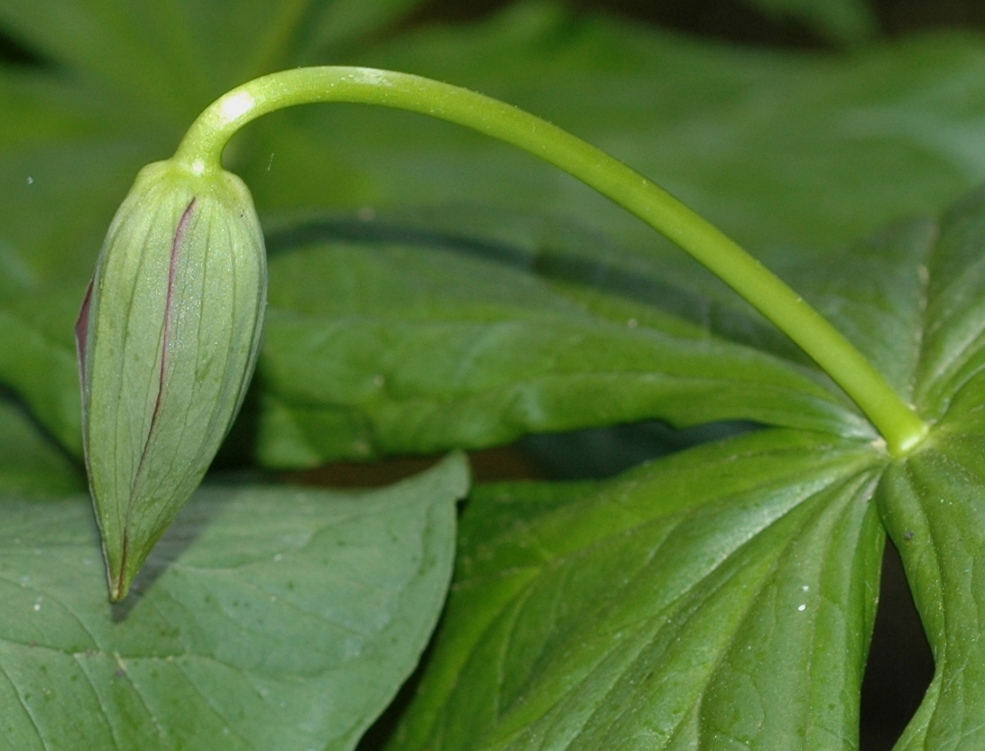 Melanthiaceae Trillium erectum