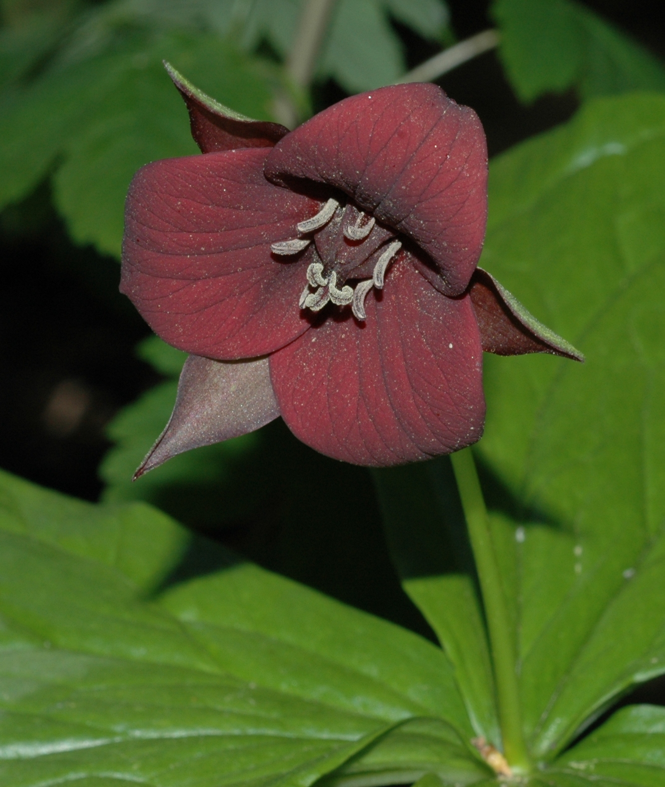 Melanthiaceae Trillium erectum