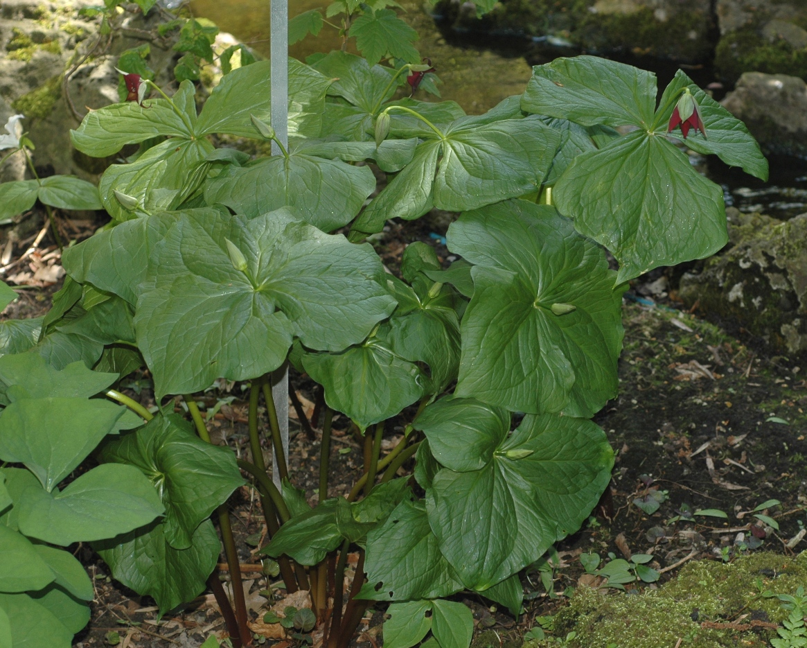 Melanthiaceae Trillium erectum