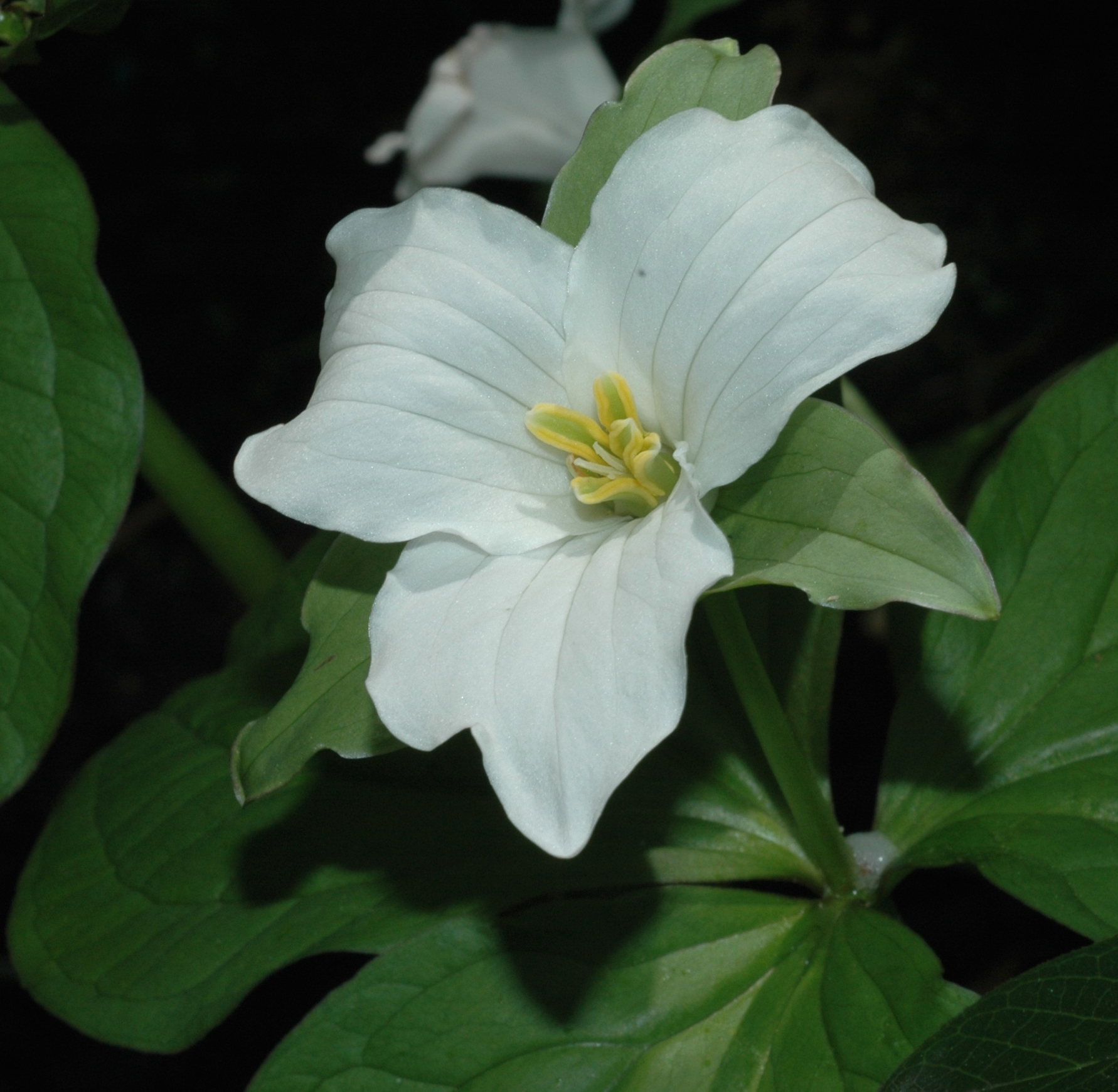 Melanthiaceae Trillium grandiflorum
