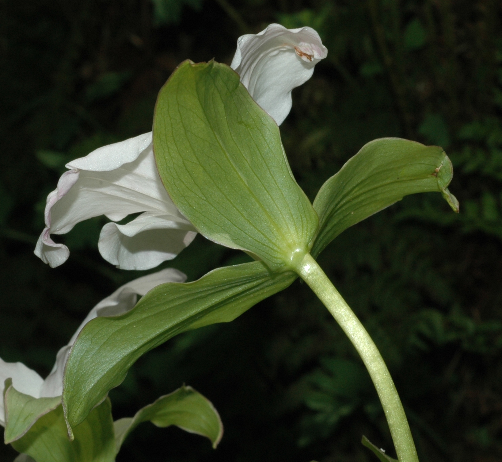 Melanthiaceae Trillium grandiflorum