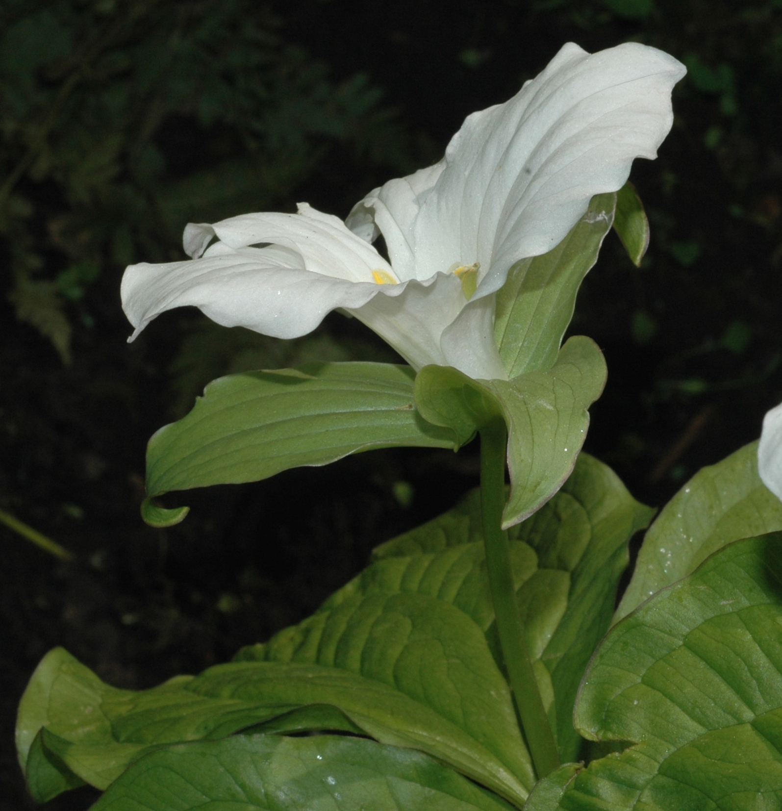 Melanthiaceae Trillium grandiflorum