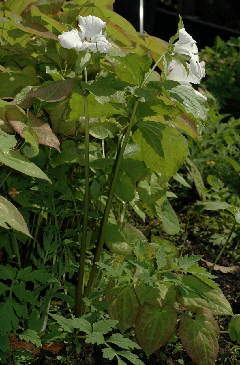 Melanthiaceae Trillium grandiflorum