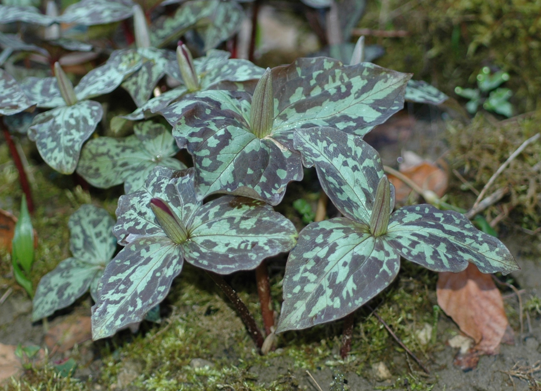 Melanthiaceae Trillium sessile
