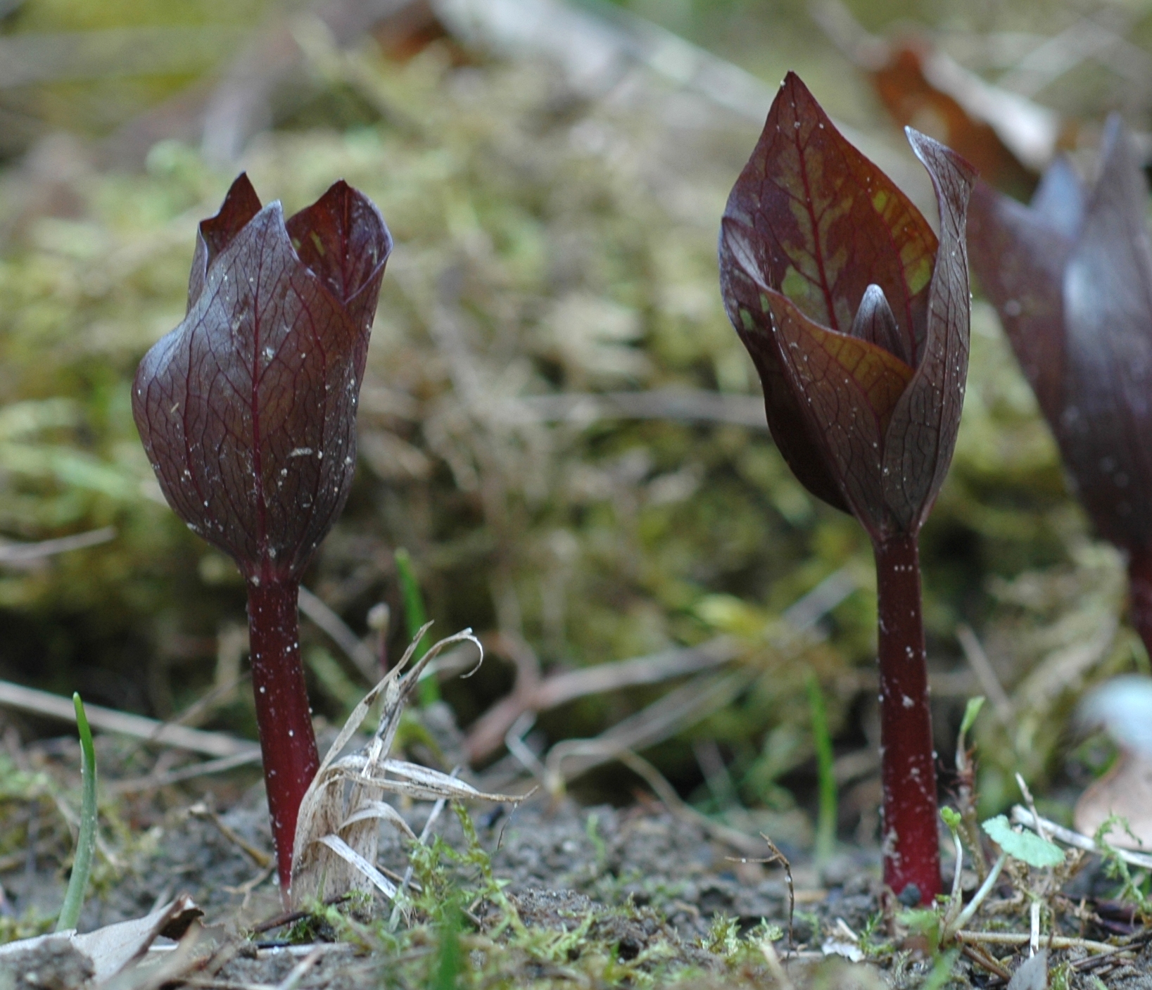Melanthiaceae Trillium sessile
