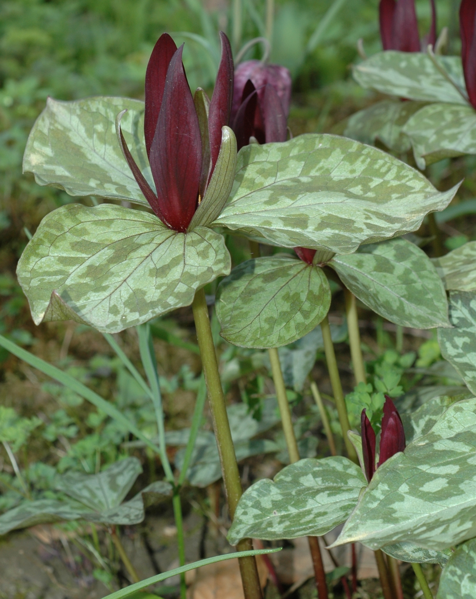 Melanthiaceae Trillium sessile