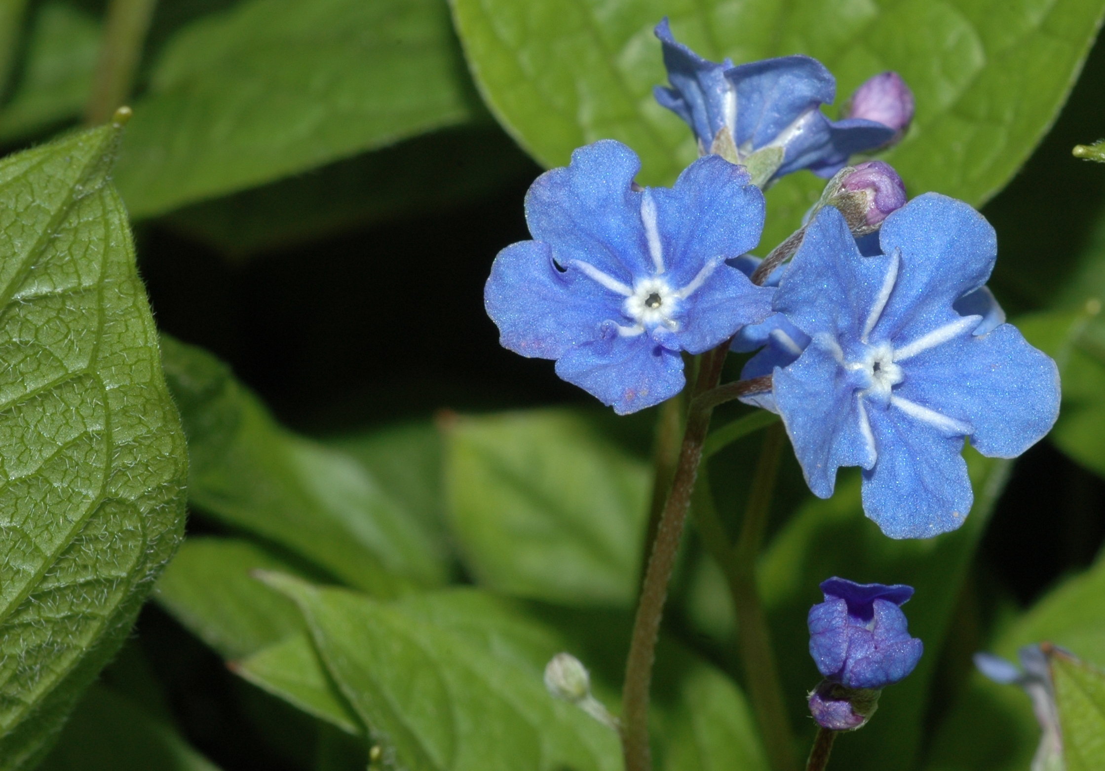 Boraginaceae Omphalodes verna