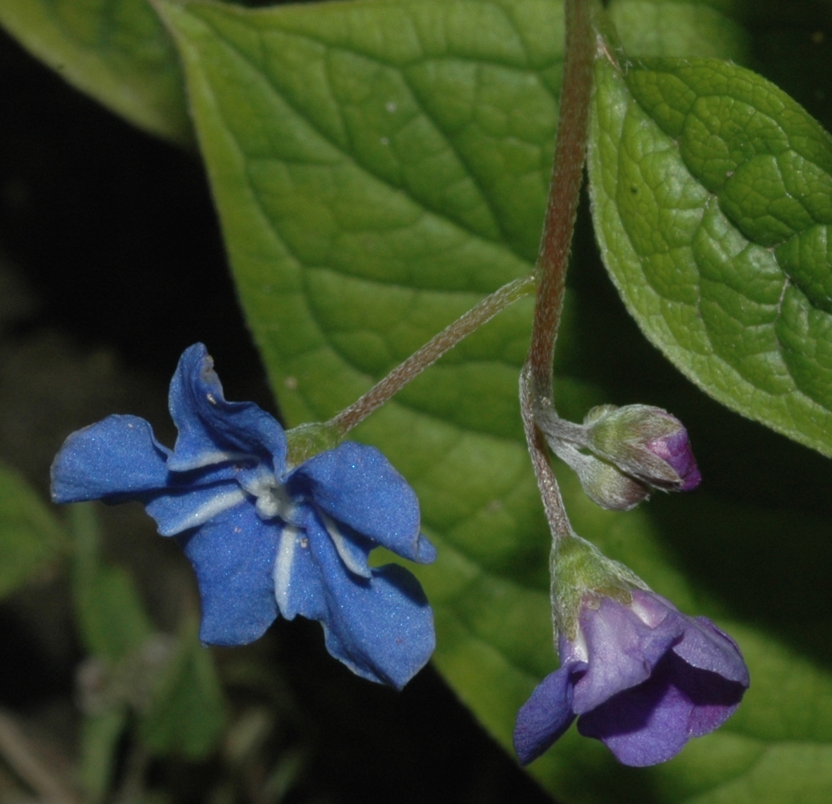 Boraginaceae Omphalodes verna