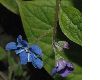 image of Omphalodes verna