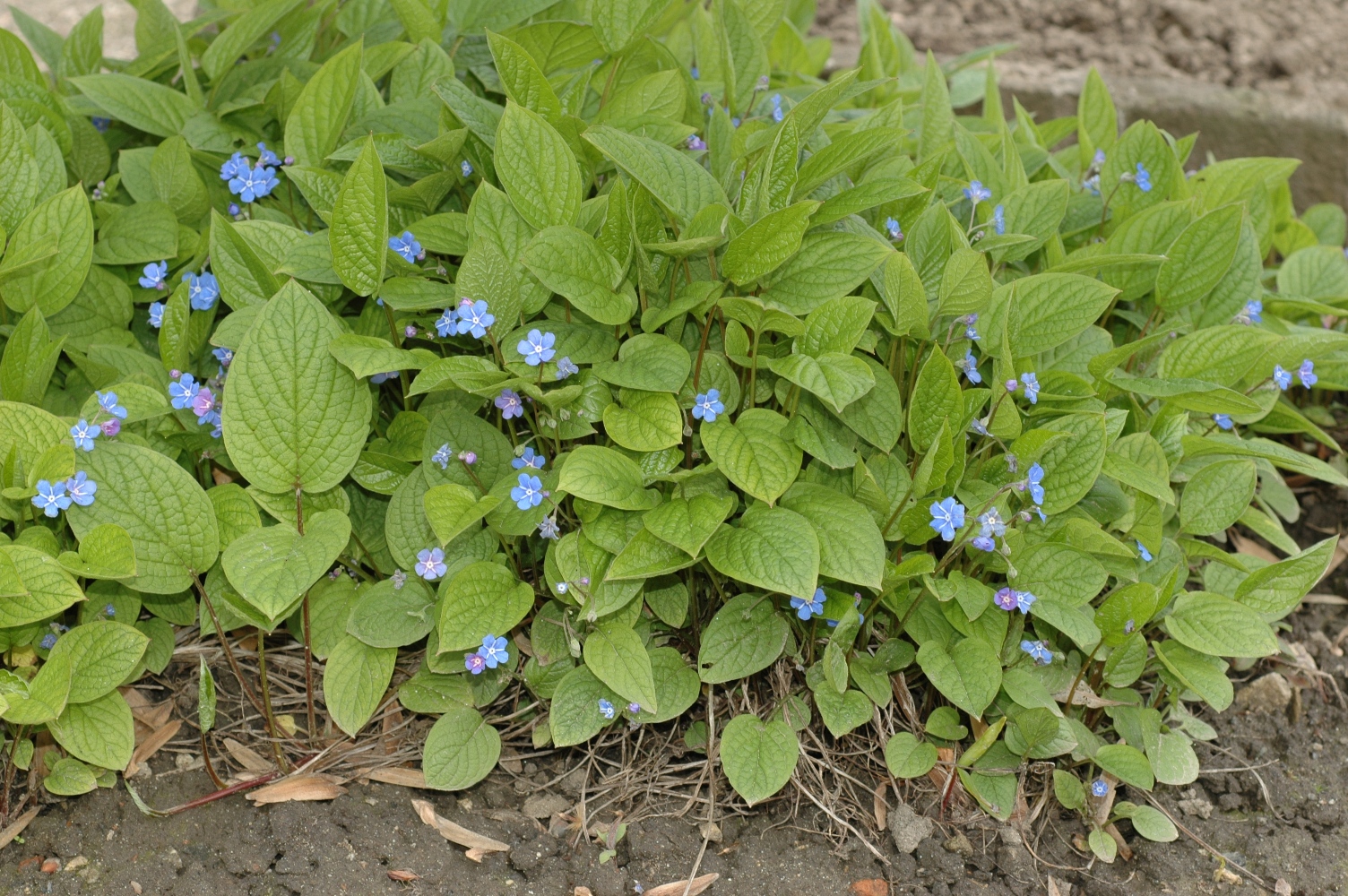 Boraginaceae Omphalodes verna
