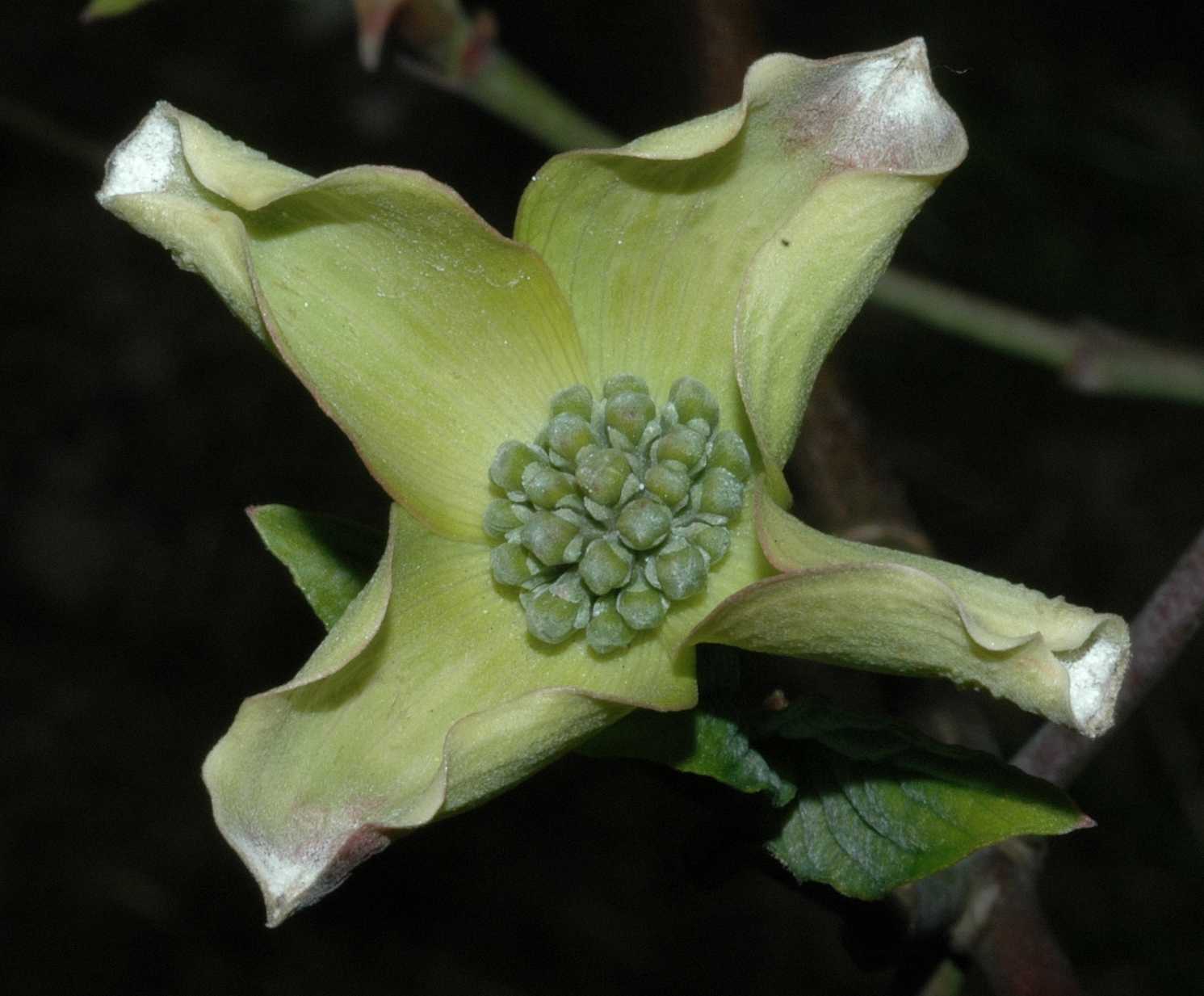 Cornaceae Cornus florida