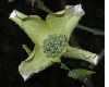 image of Cornus florida