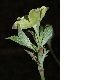 image of Cornus florida