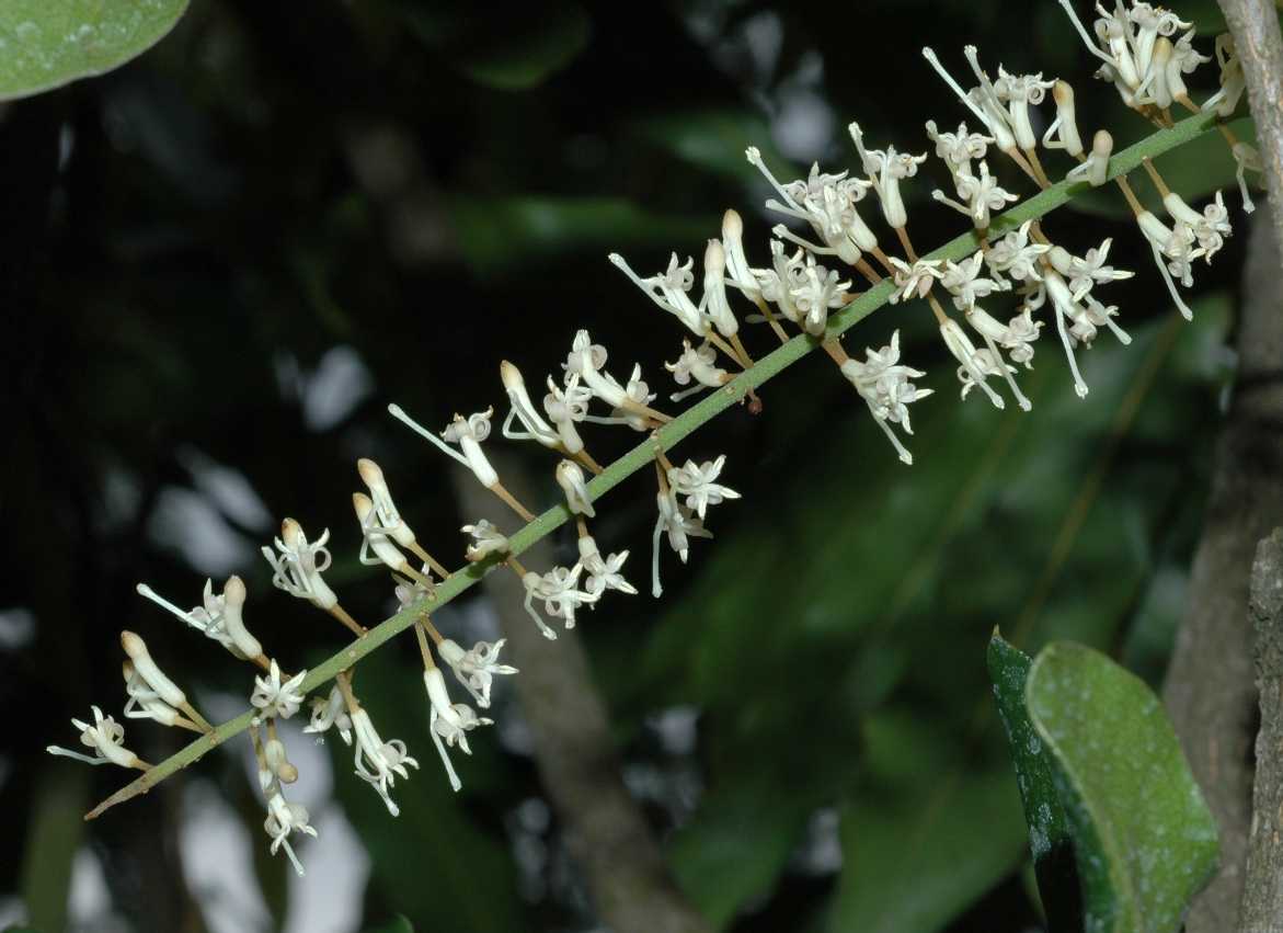 Proteaceae Macadamia integrifolia