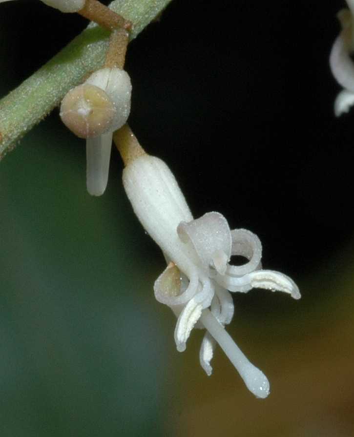Proteaceae Macadamia integrifolia