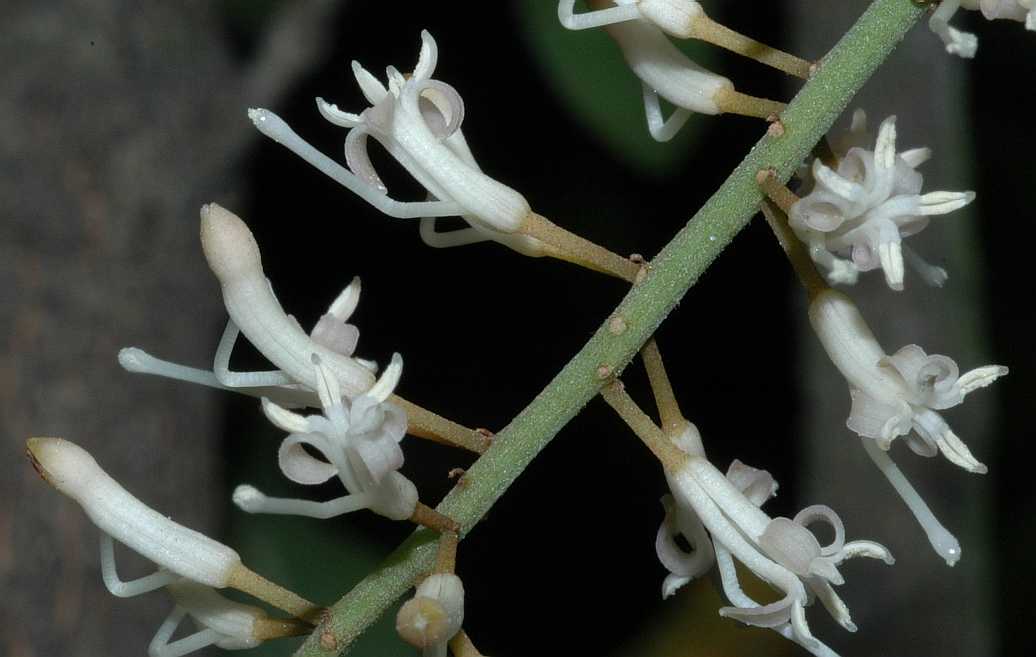 Proteaceae Macadamia integrifolia
