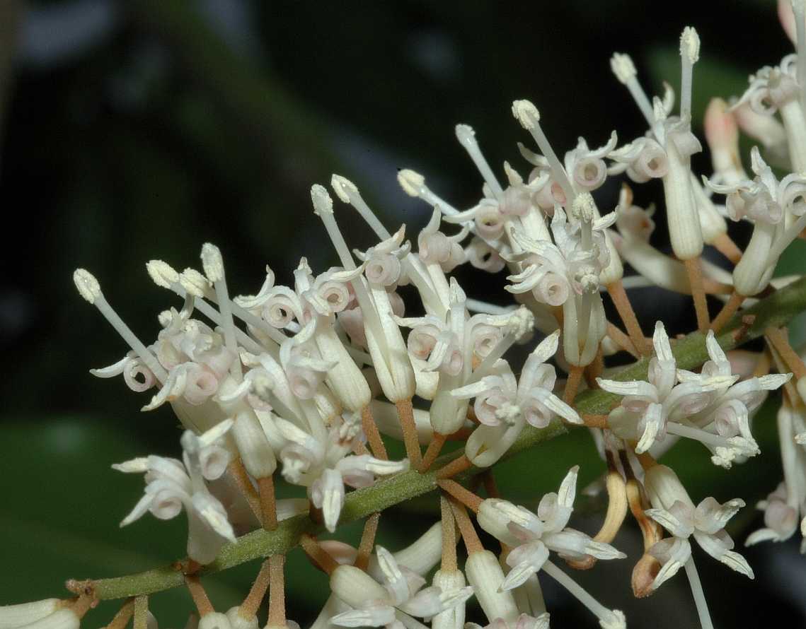 Proteaceae Macadamia integrifolia
