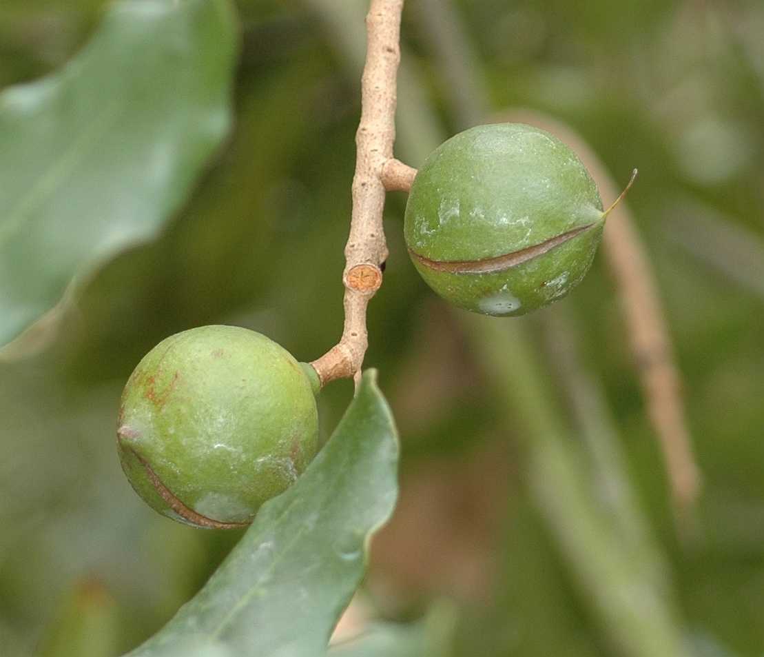 Proteaceae Macadamia integrifolia